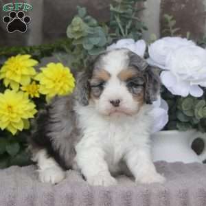 Fern, Cavapoo Puppy